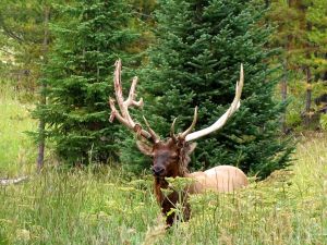 Yellowstone Club 17th Hole Elk